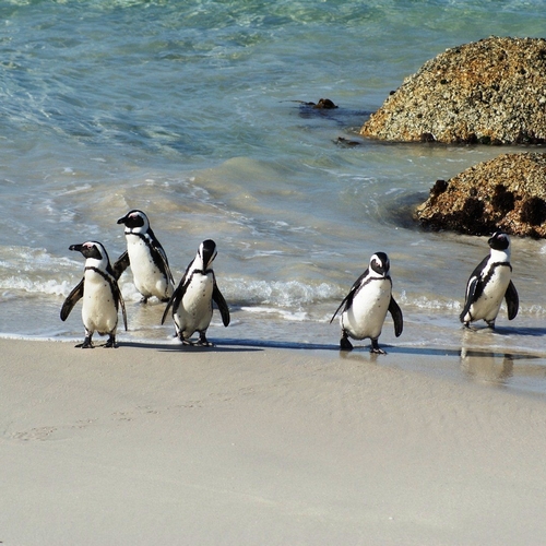 Pinguïns op Boulders Beach