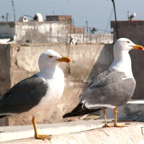 Meeuwen Essaouira Marokko