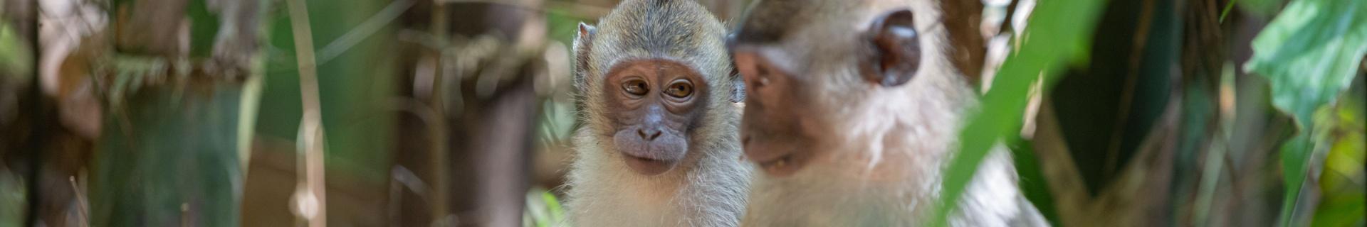 28-daagse groepsreis Relaxt Noord- & Zuid-Thailand