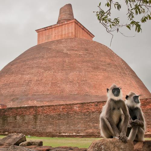 Anuradhapura, apen