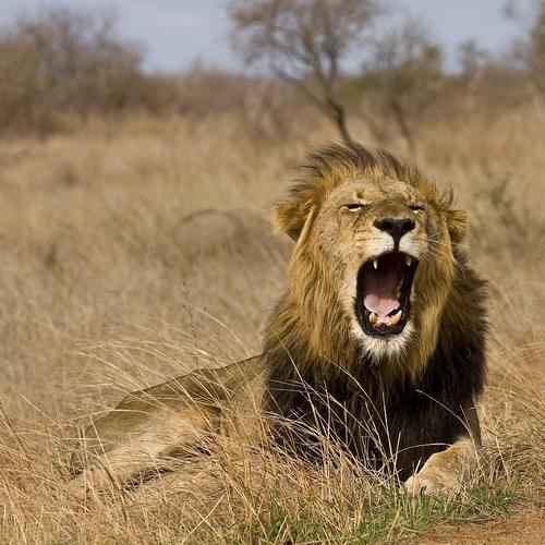 Geeuwende leeuw in Kruger