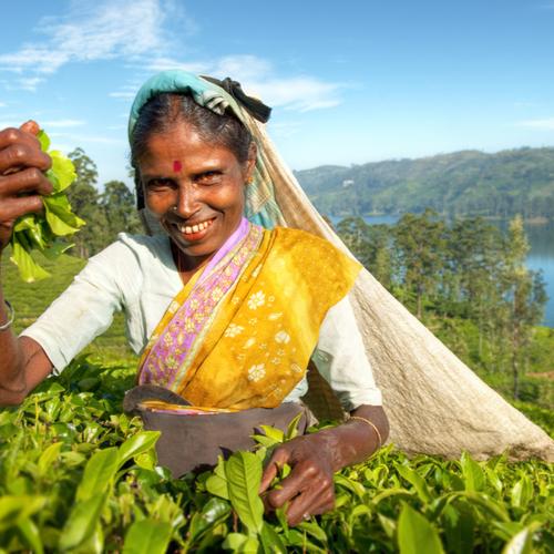 Nuwara eliya, vrouw die thee plukt