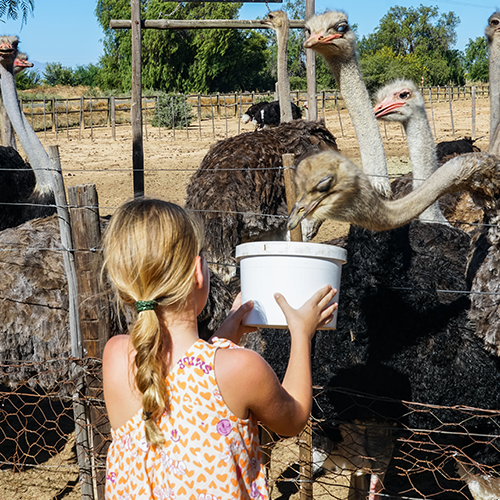 Struisvogelboerderij, Oudtshoorn