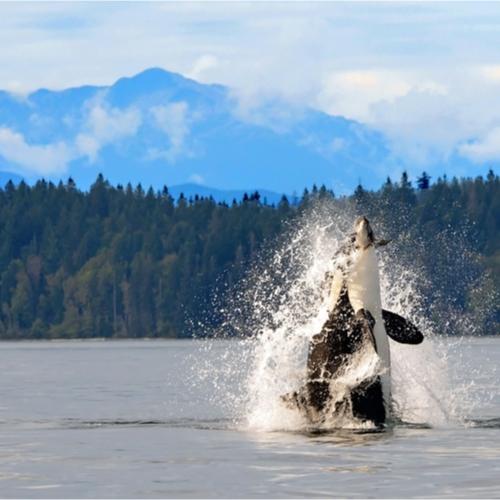 Inside Passage orka