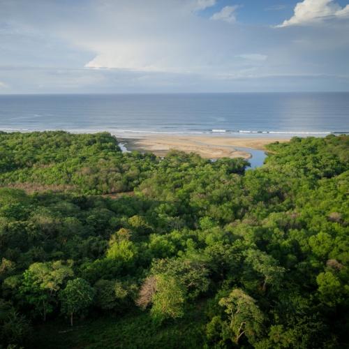 Ongerept Guanacaste