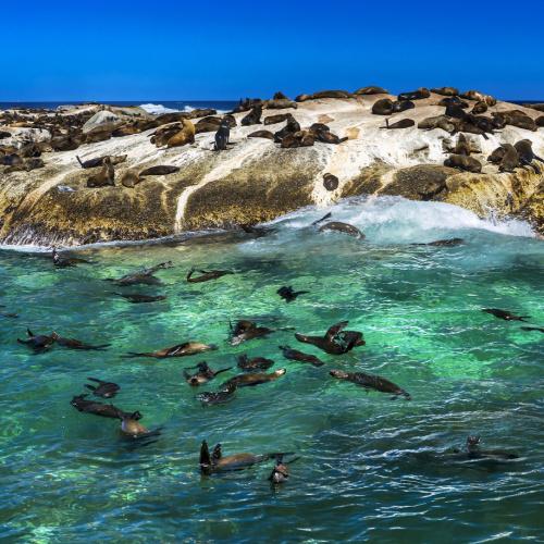 Seal Island zeehonden