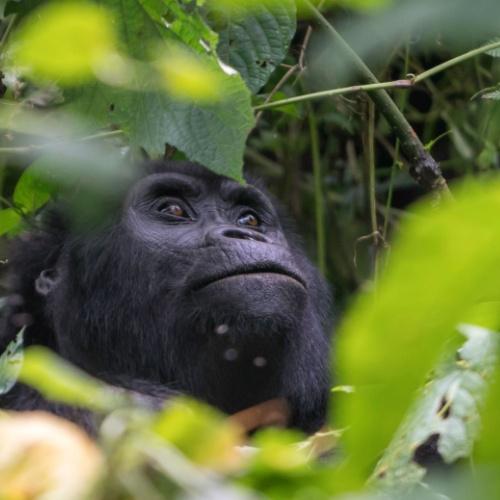 Gorilla bij Bunyonyi meer