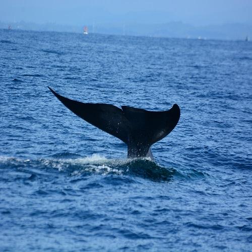 Walvis Spotten