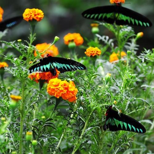 Vlinders in Cameron Highlands