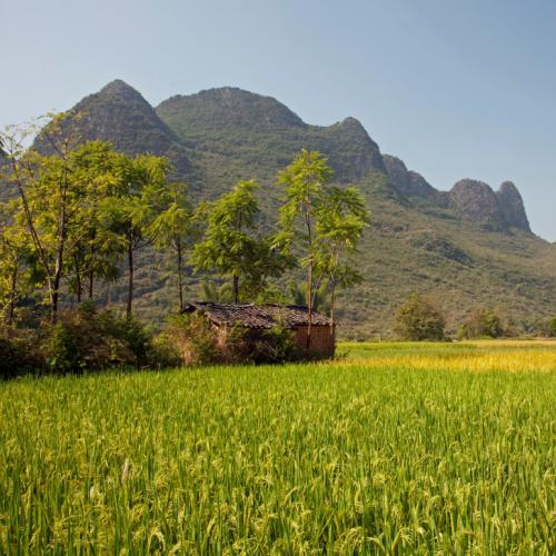 Rijstvelden in Yangshuo