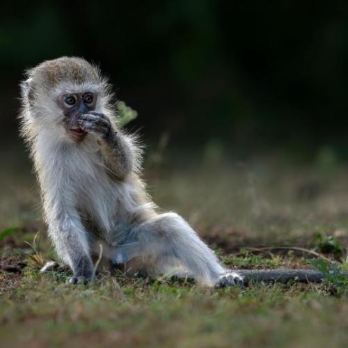 Aap in Lake Mburo Nationaal Park