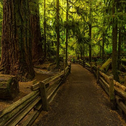 Cathedral Grove, MacMillan Provincial Park
